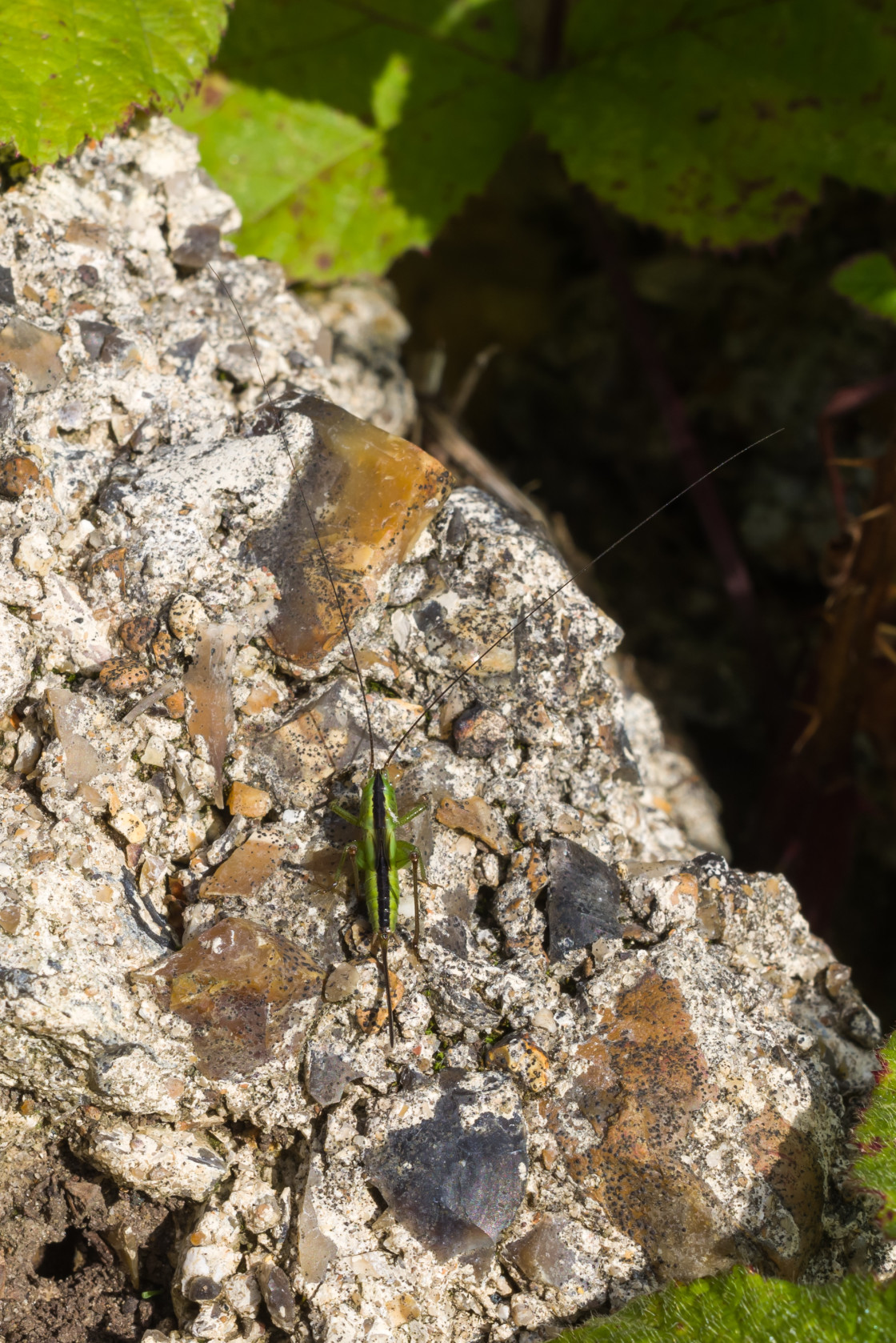 "Long-winged Conehead Bush-cricket" stock image