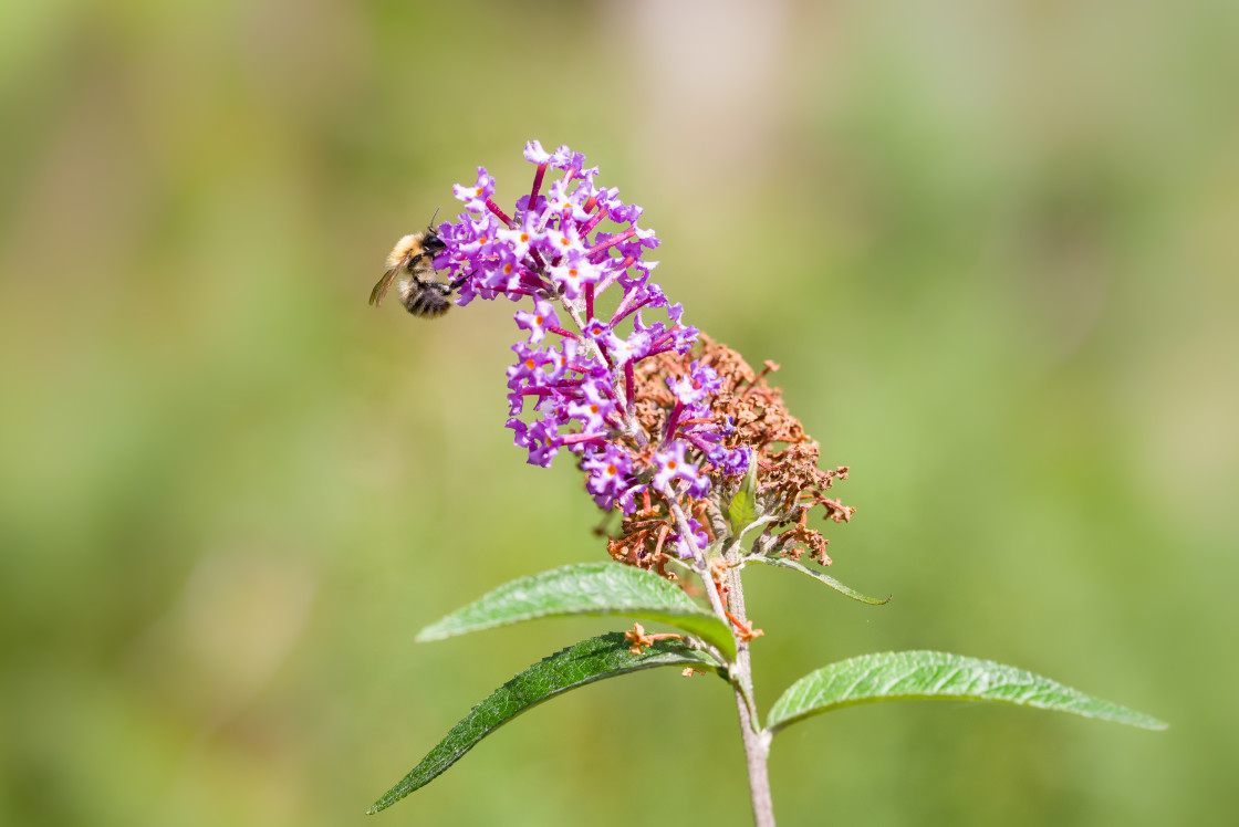 "Carder Bee on Buddleia" stock image