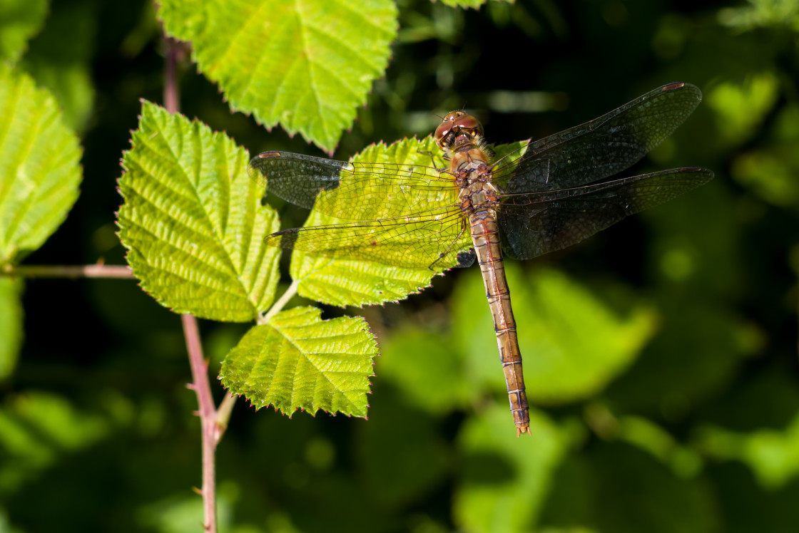 "Common Darter Dragonfly" stock image