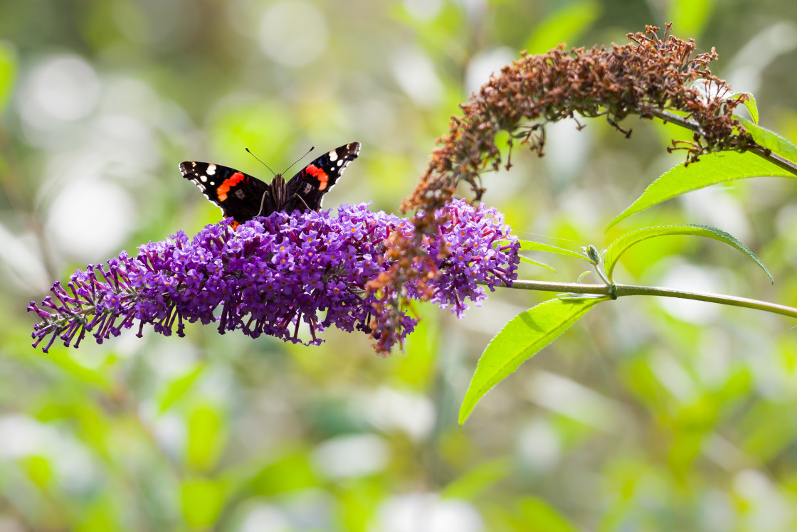 "Red Admiral Butterfly" stock image