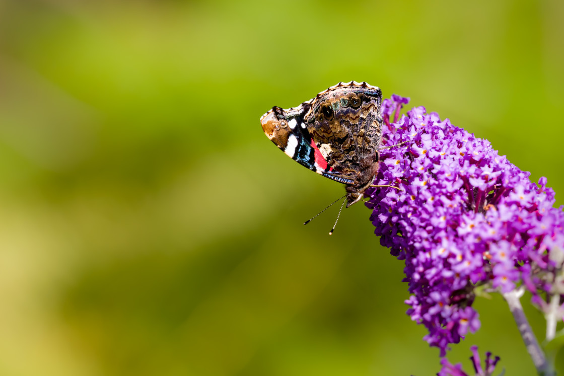 "Red Admiral Butterfly" stock image