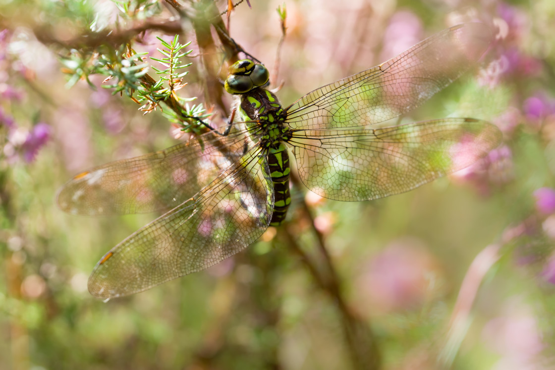 "Southern Hawker Dragonfly" stock image