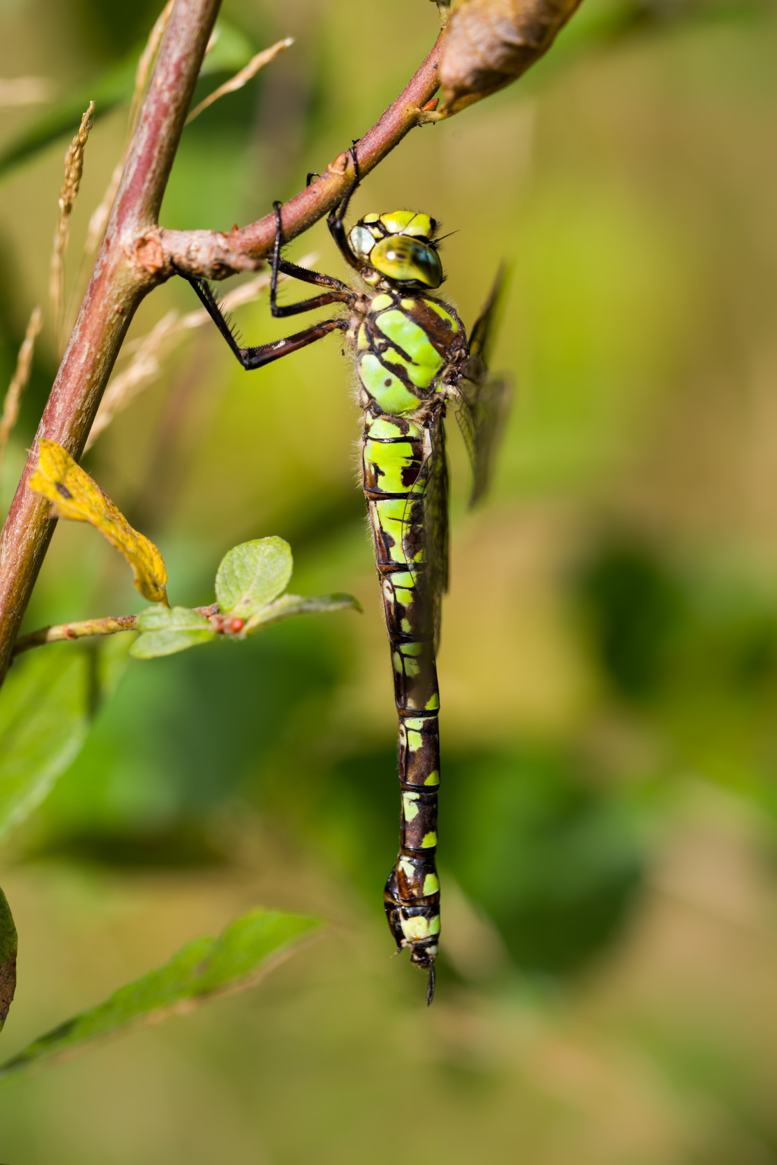 "Southern Hawker Dragonfly" stock image