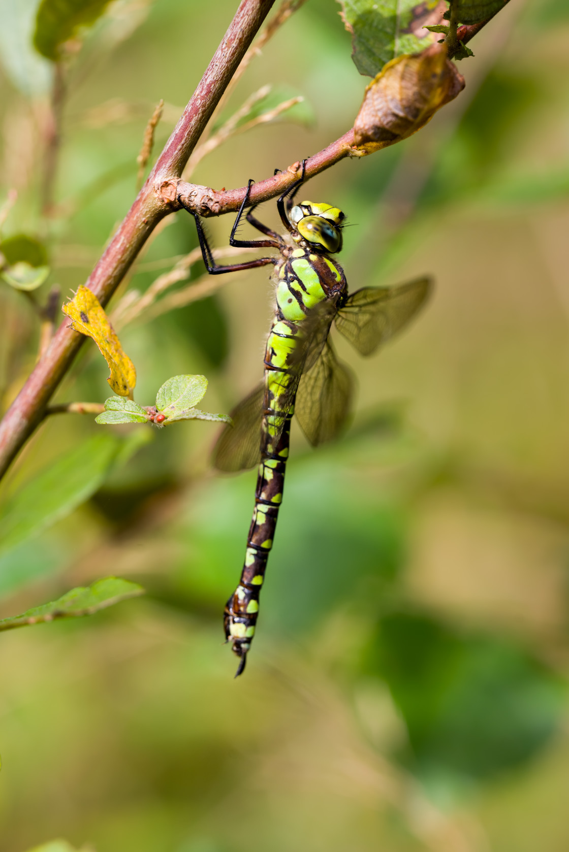 "Southern Hawker Dragonfly" stock image