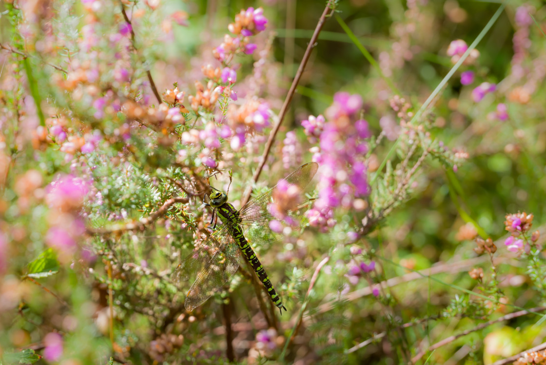 "Southern Hawker Dragonfly" by Gordon England - $12.65 "Southern Hawker Dragonfly" stock image