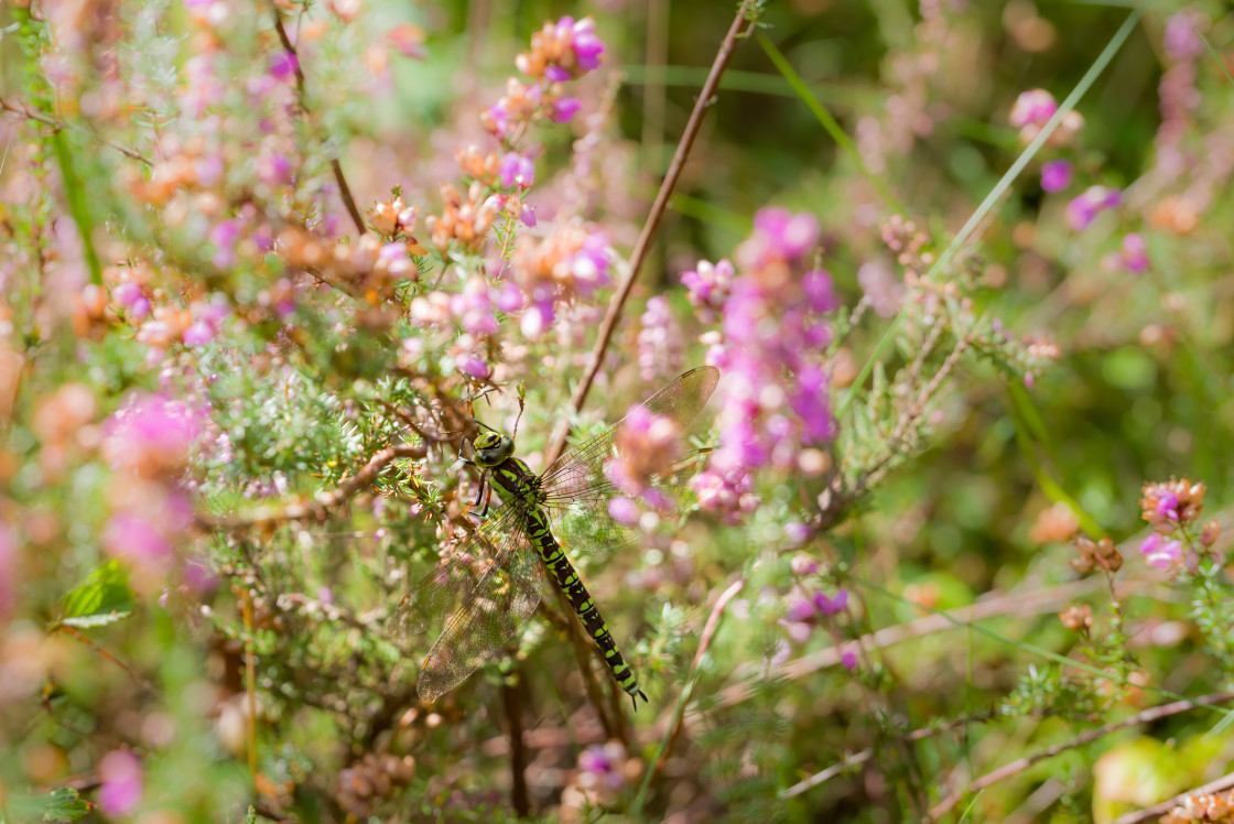 "Southern Hawker Dragonfly" stock image