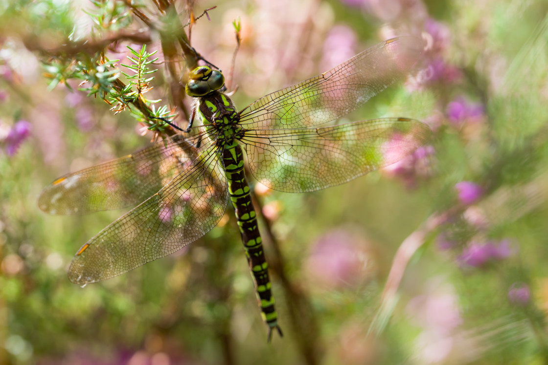 "Southern Hawker Dragonfly" stock image