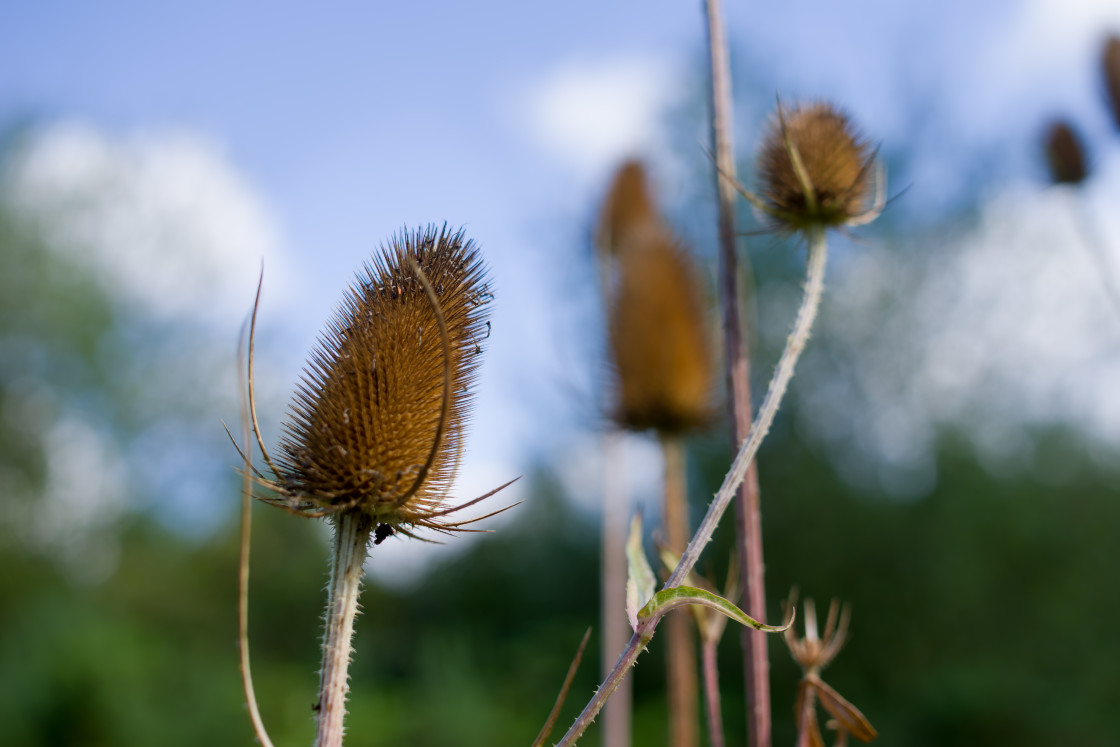 "Teasel Seed Heads" stock image