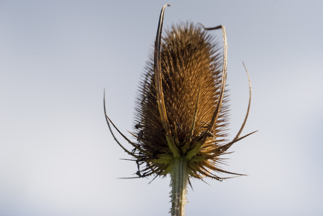 "Teasel Seed Head" stock image