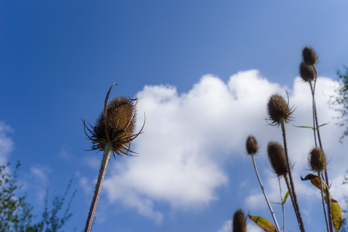 "Teasel Seed Heads" stock image