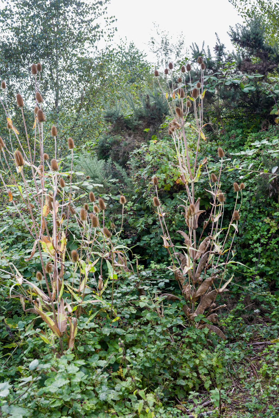 "Teasel Plant" stock image