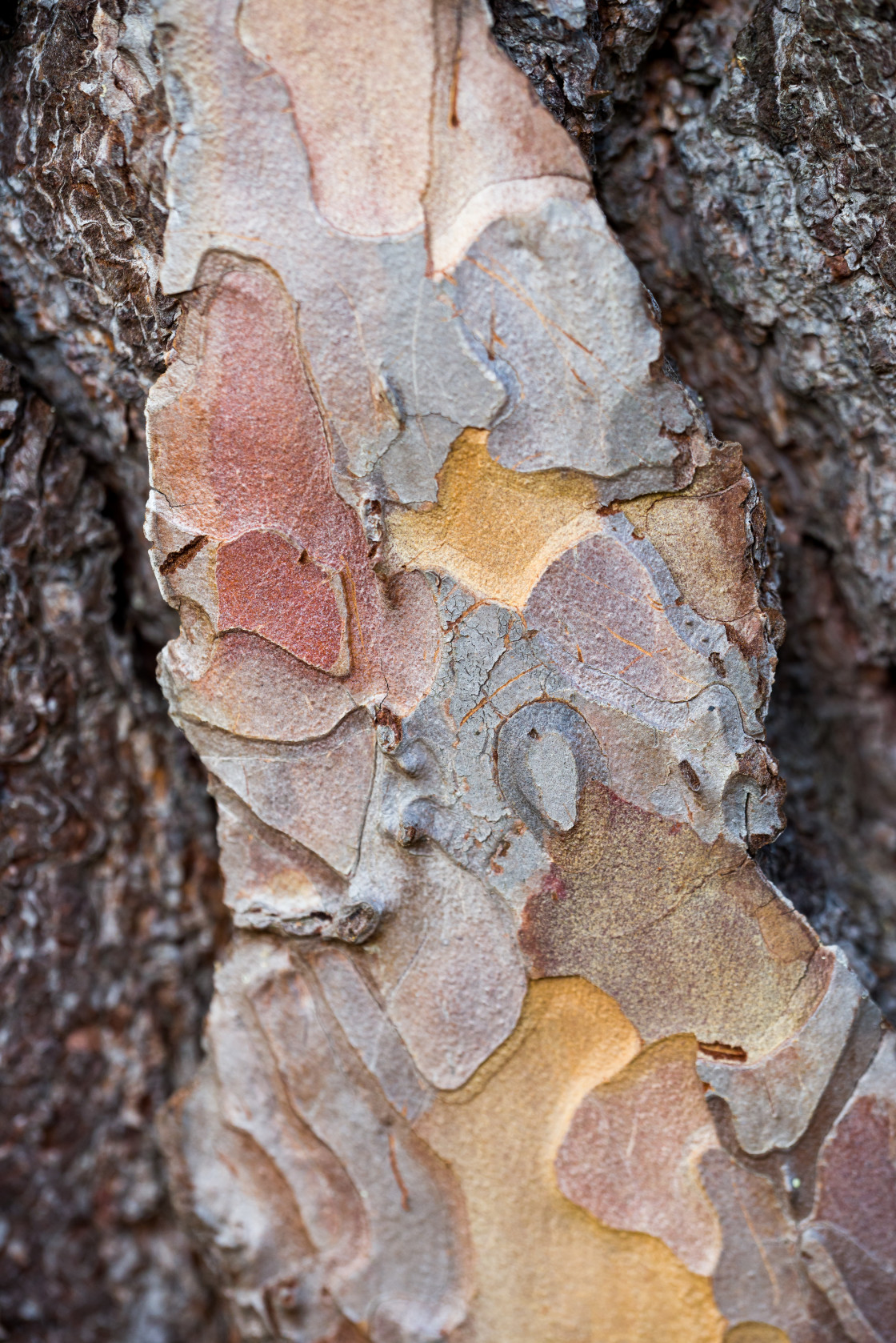 "Tree Bark Texture" stock image