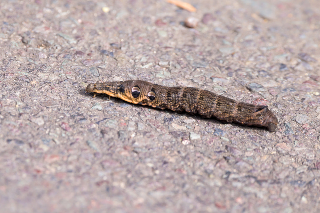 "Elephant Hawk Moth Caterpillar" stock image