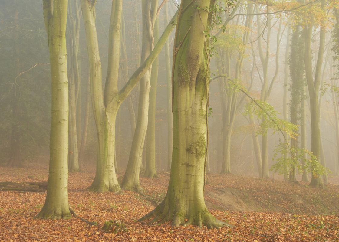 "Autumn Fog in the Beech Wood" stock image