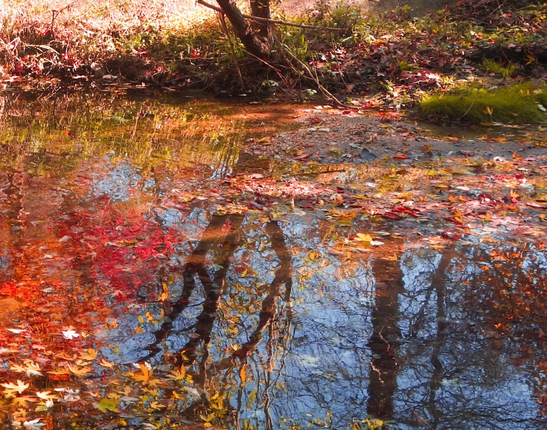 "Autumn Leaves #1" stock image