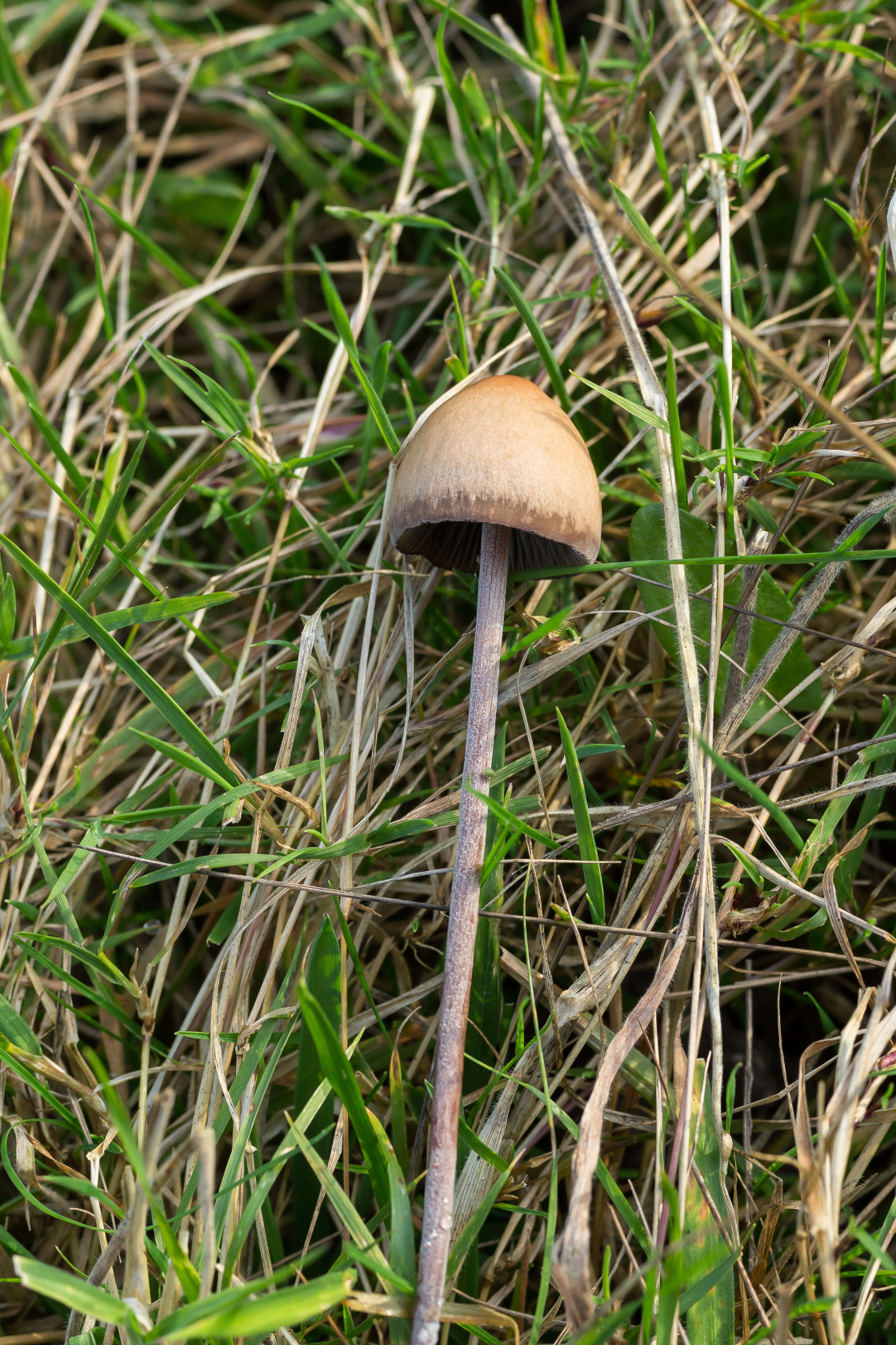 "Brown Mottlegill Mushroom" stock image