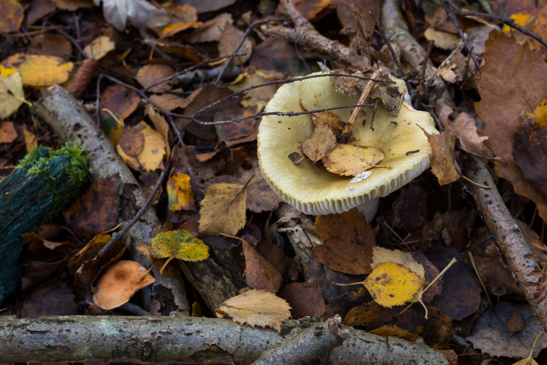 "Brittlegill Mushroom" stock image