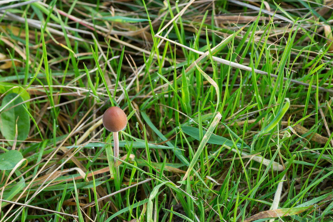 "Brown Mottlegill Mushroom" stock image