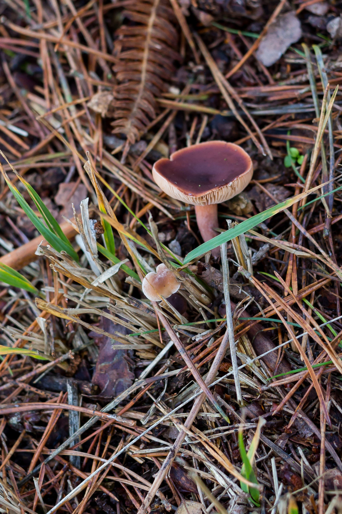 "Brittlegill Mushroom" stock image