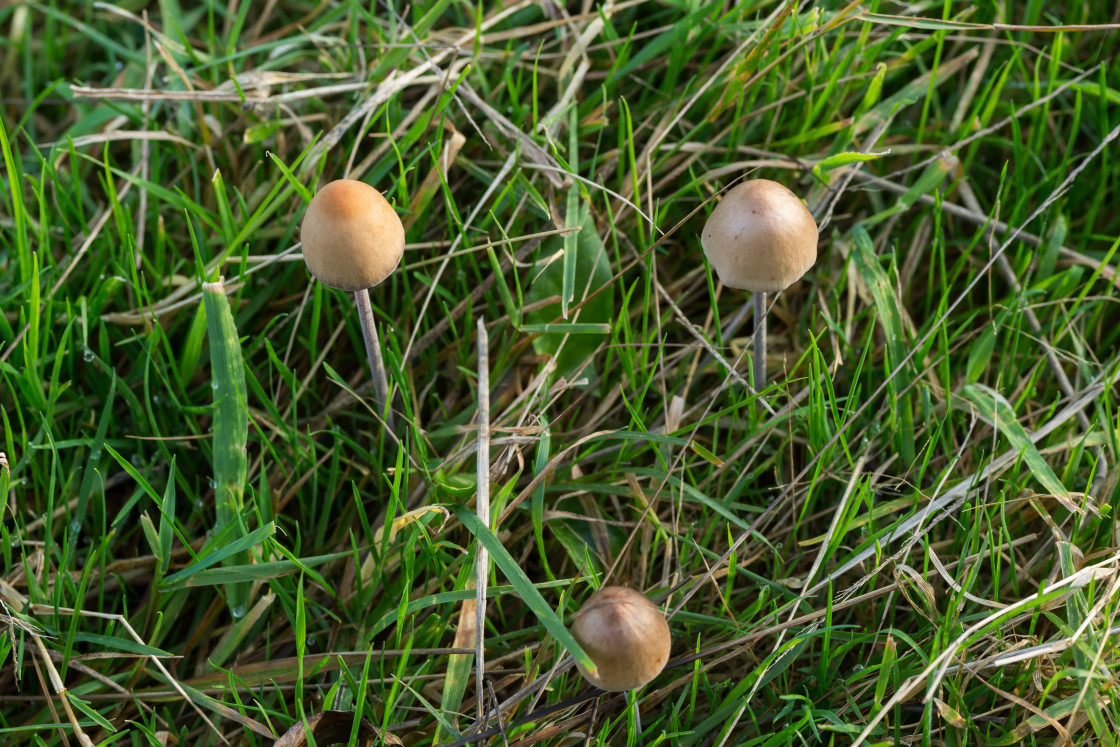 "Brown Mottlegill Mushroom" stock image