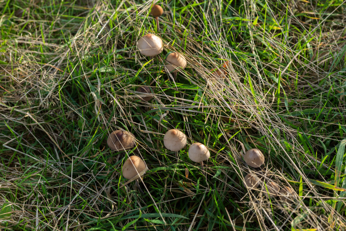 "Brown Mottlegill Mushroom" stock image