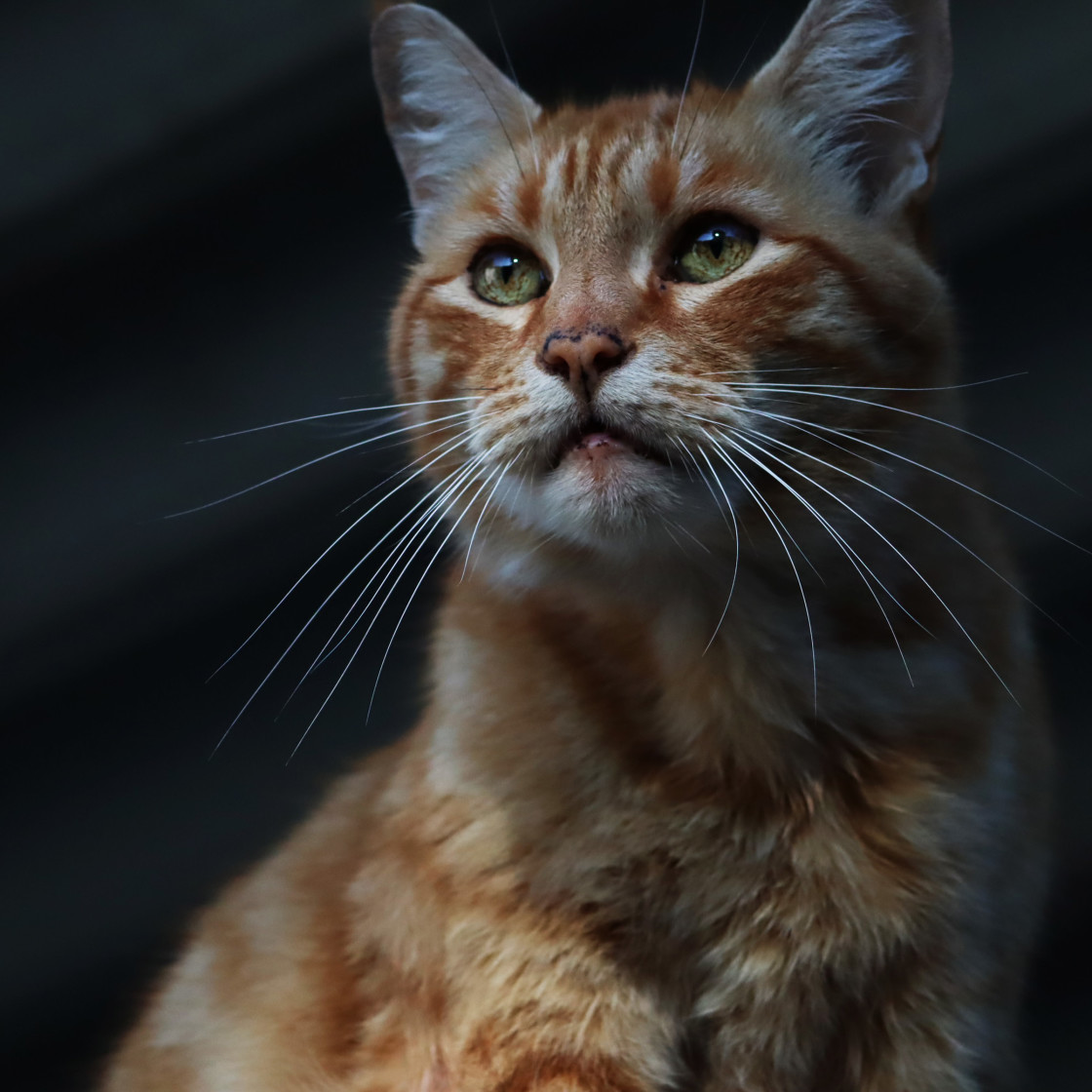 "Tiger" by Noah - $2.44 "Tiger" stock image