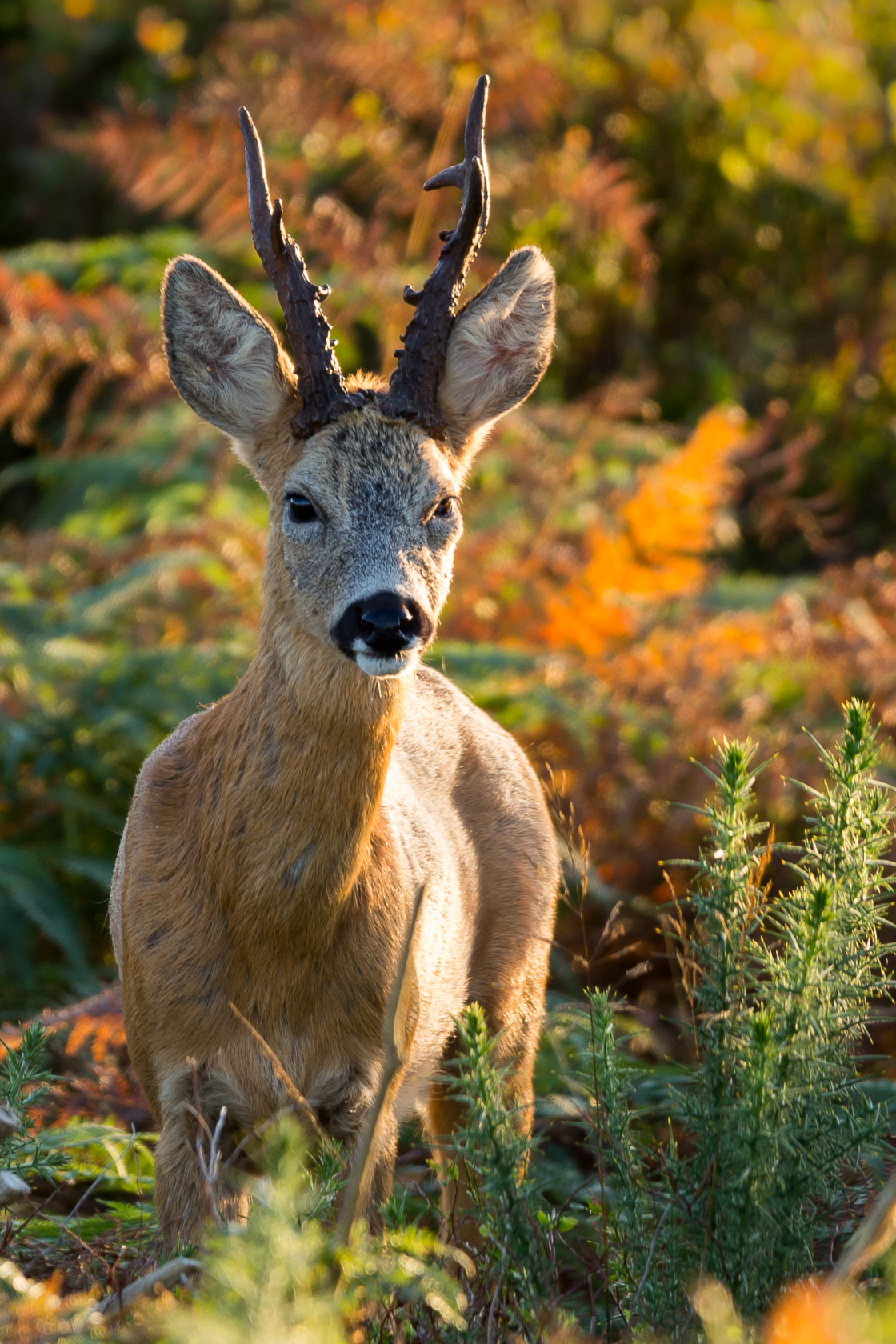 "Roebuck" by Gordon England - $12.55 "Roebuck" stock image
