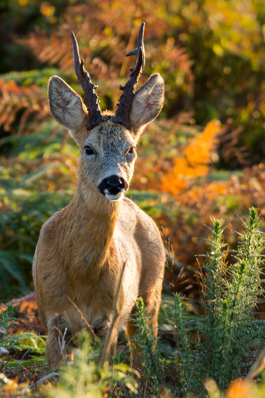 "Roebuck" stock image