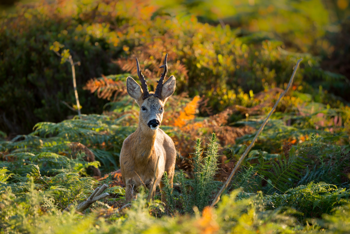 "Roebuck" by Gordon England - $12.55 "Roebuck" stock image