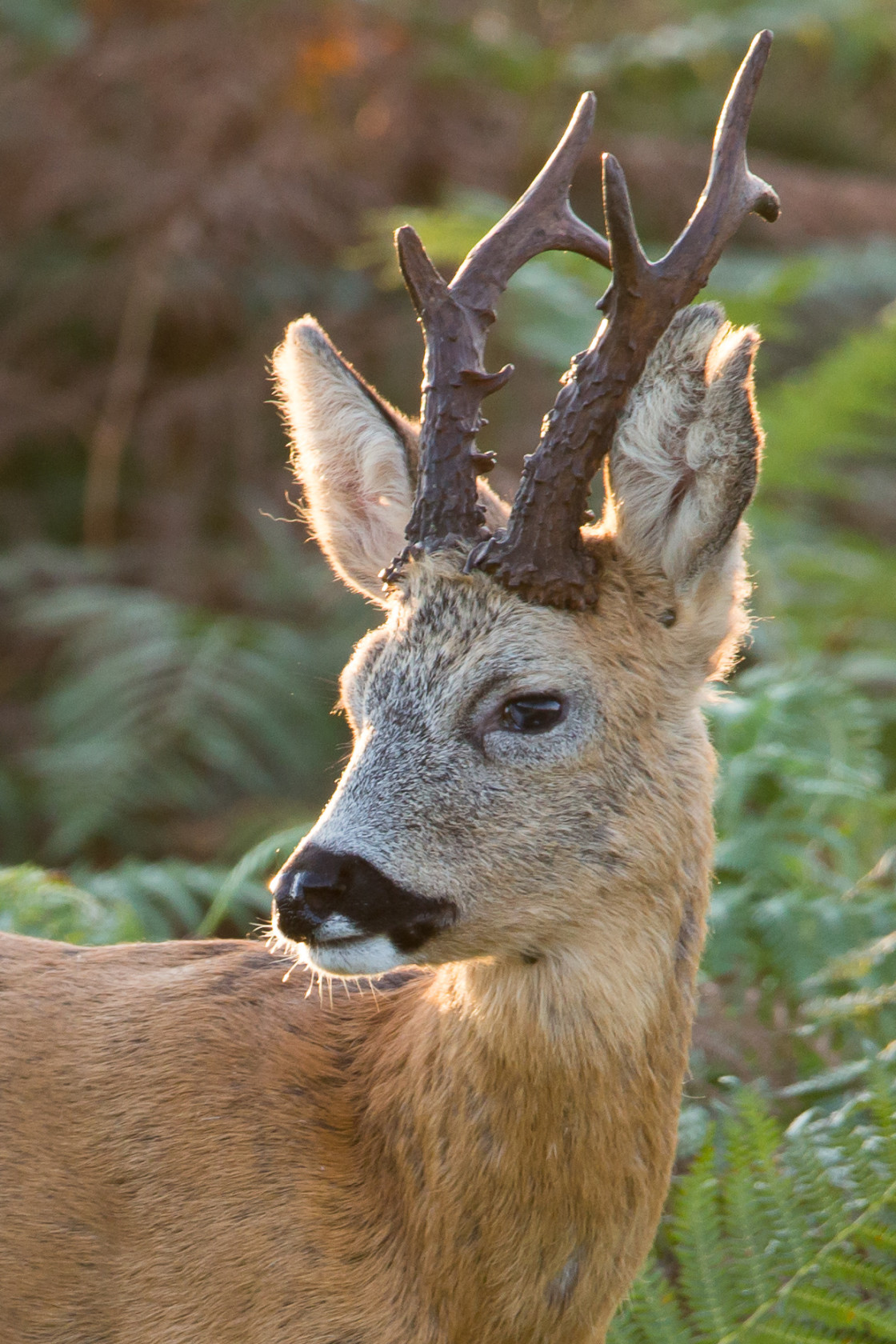 "Roebuck" stock image