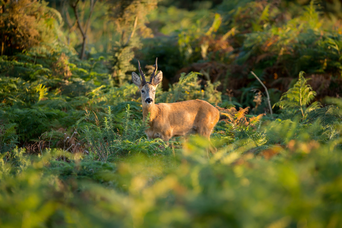 "Roebuck" by Gordon England - $12.55 "Roebuck" stock image
