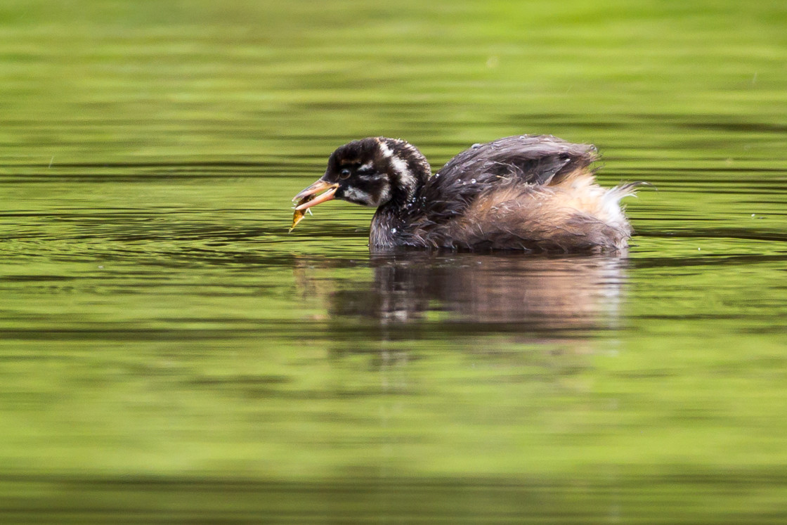 "Little Grebe with Fish" by Gordon England - $12.70 "Little Grebe with Fish" stock image