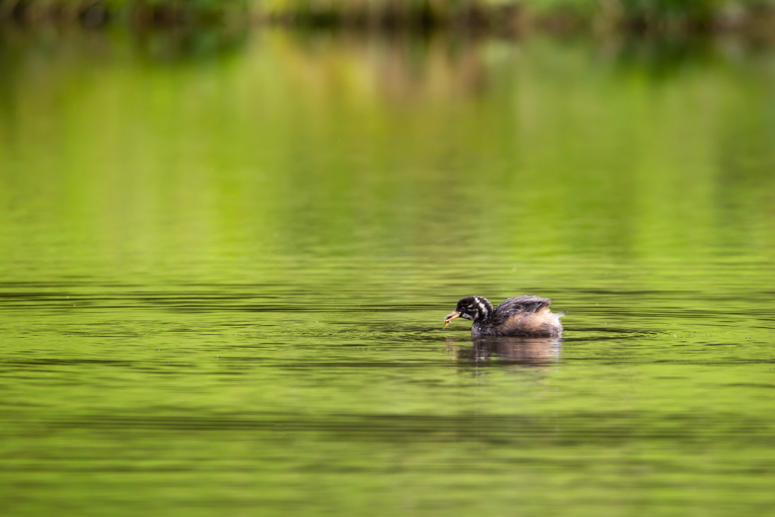 "Little Grebe with Fish" stock image