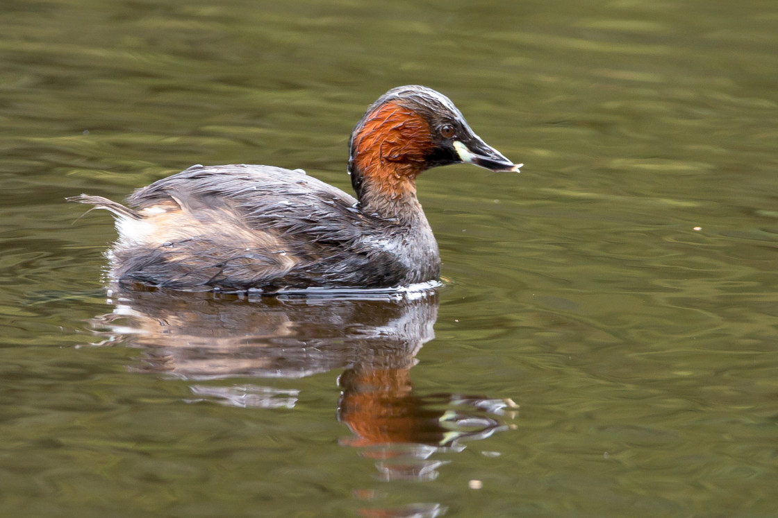 "Little Grebe" by Gordon England - $12.70 "Little Grebe" stock image