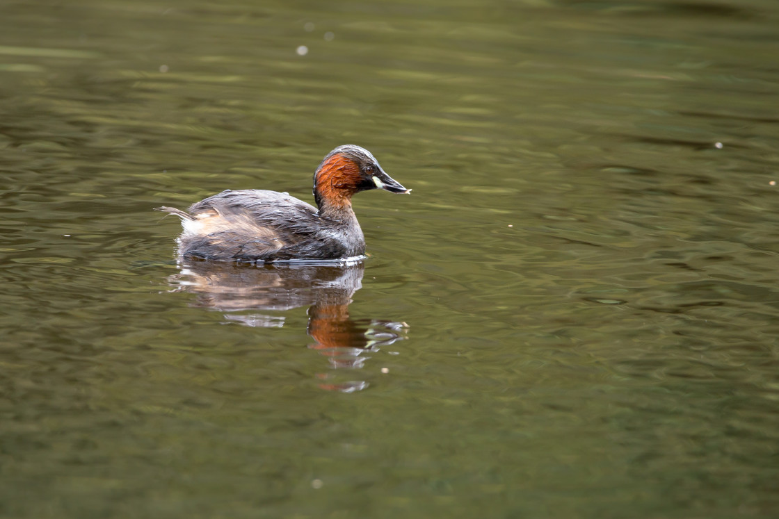 "Little Grebe" by Gordon England - $12.71 "Little Grebe" stock image