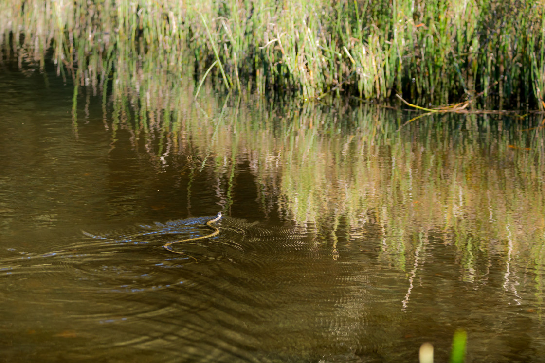 "Grass Snake Swimming" stock image