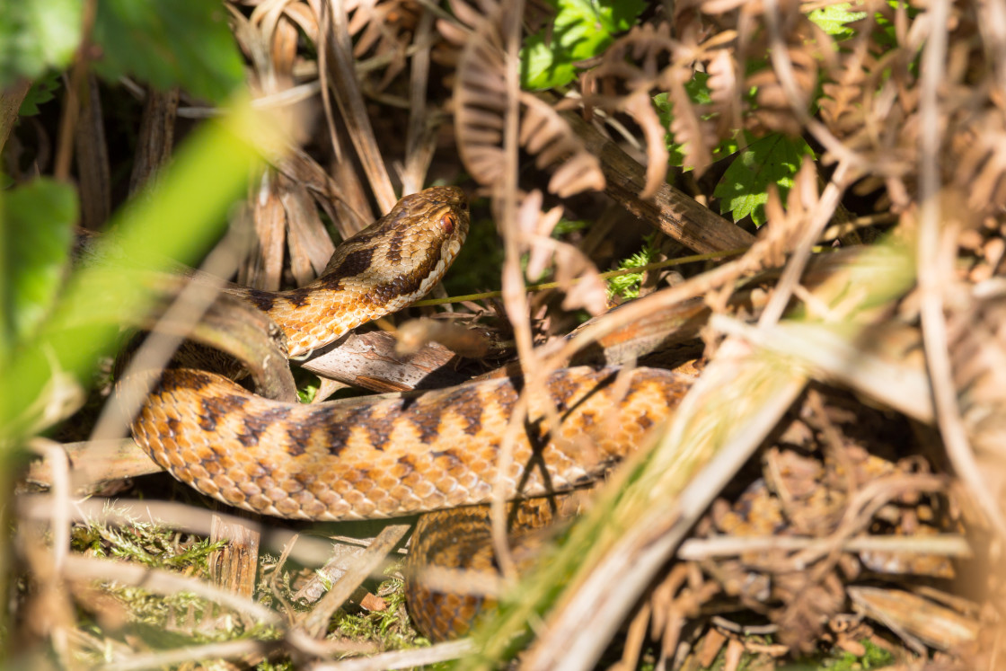 "Female Adder" stock image