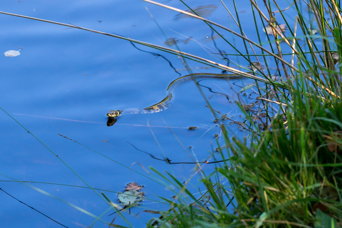 "Grass Snake Swimming" stock image