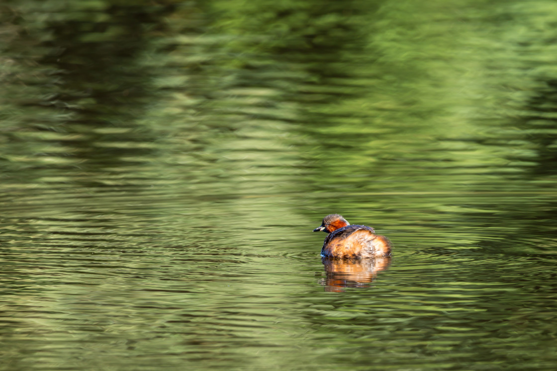 "Little Grebe" stock image