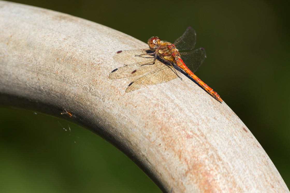 "Common Darter" stock image