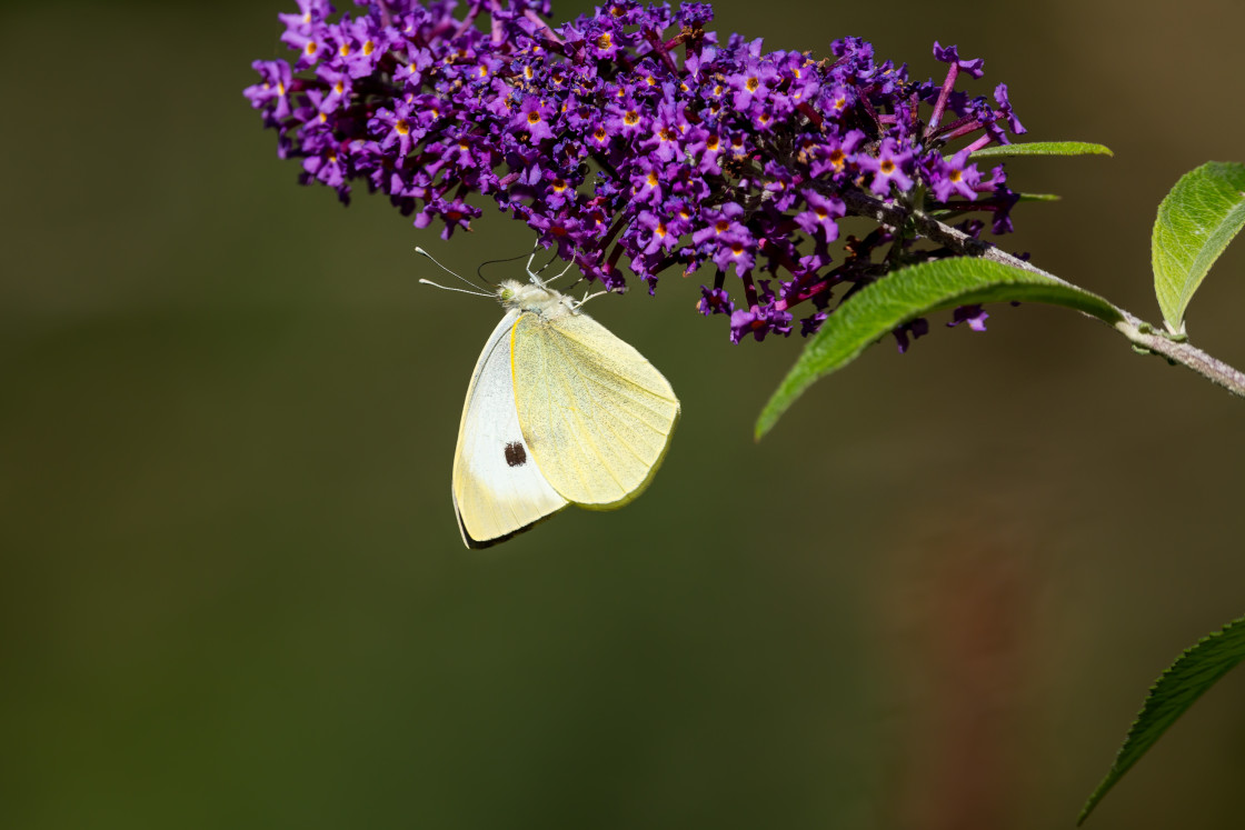 "Large White Butterfly" stock image