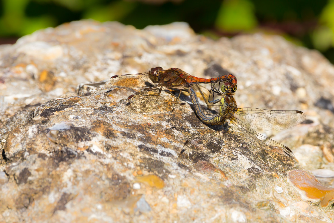 "Common Darter Coupling" stock image