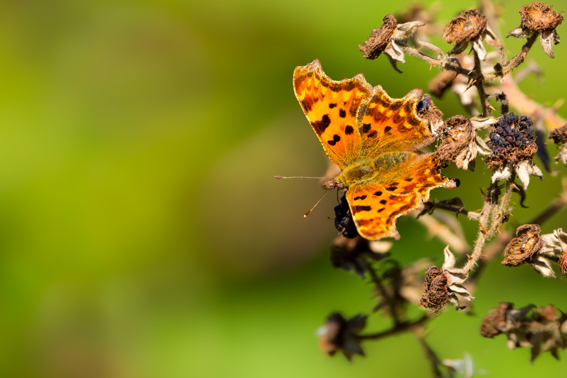 "Comma Butterfly" stock image