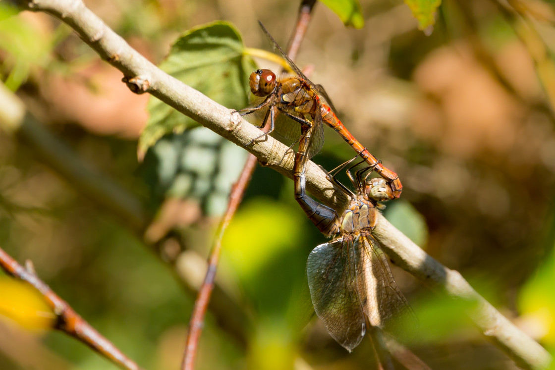 "Common Darter Coupling" stock image