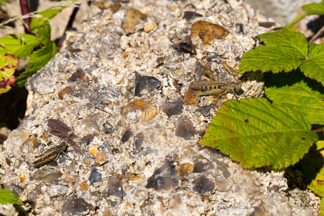 "Grasshoppers" stock image