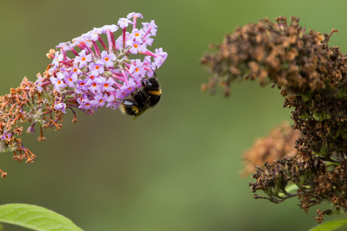 "Buff-tailed Bumblebee" stock image