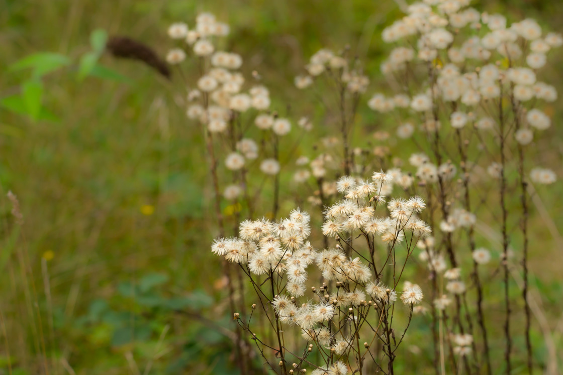 "Blue Fleabane" stock image