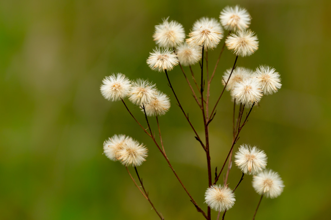 "Blue Fleabane" by Gordon England - $12.55 "Blue Fleabane" stock image