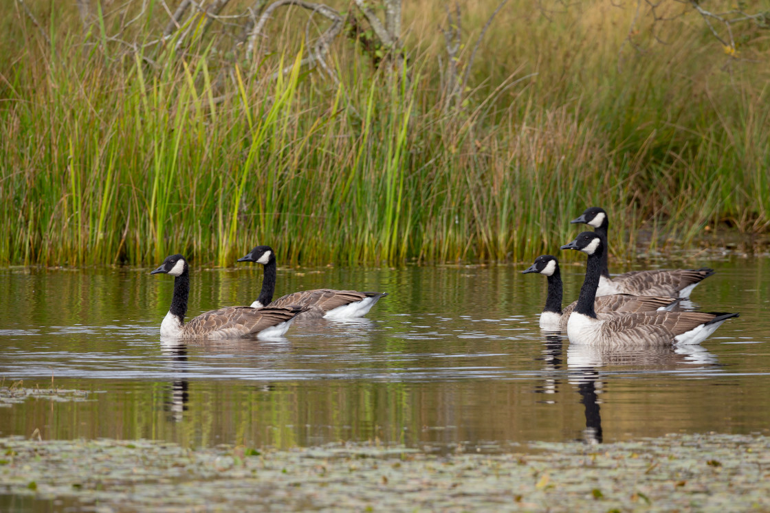 "Canada Geese" stock image