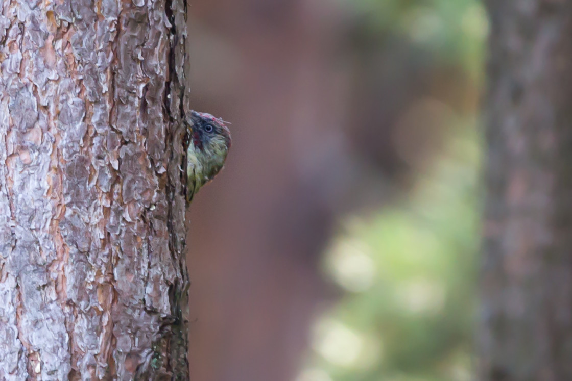 "Green Woodpecker" stock image